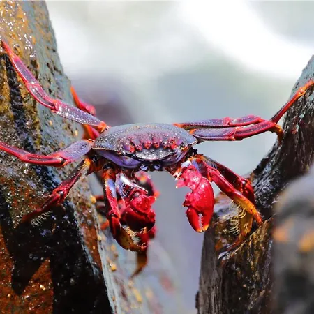 Esmeralda Homes By Livvo *