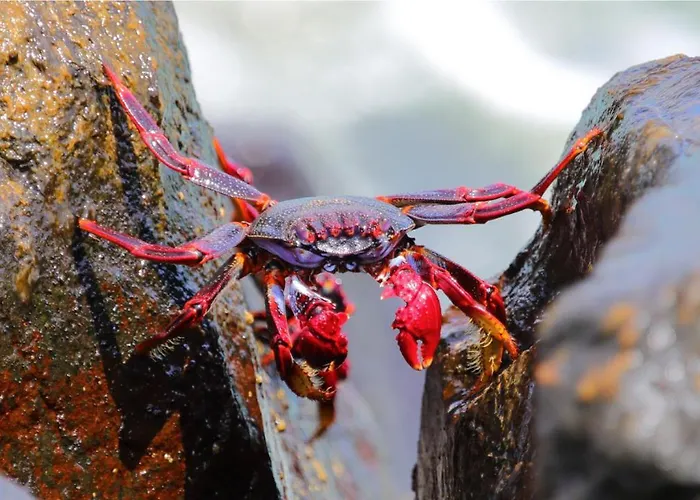 Esmeralda Homes By Livvo *